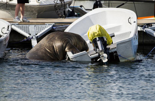 Dünya çapında üne kavuşan 600 kilogramlık deniz aygırı Freya uyutuldu