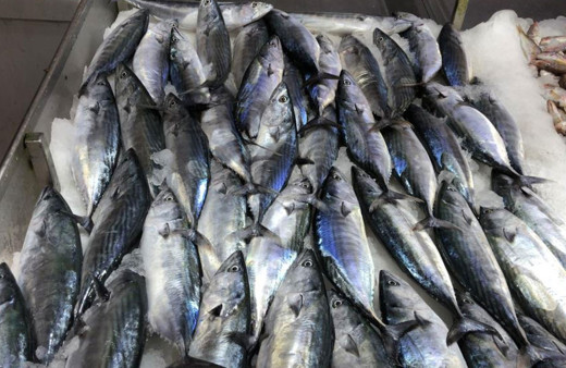 Sezonun ilk palamutları tezgahta satışa sunuldu palamut kaç lira oldu