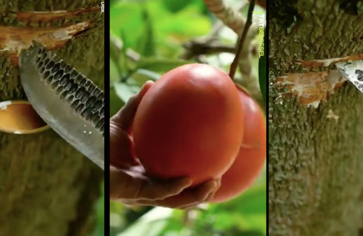 Bir damlası bile yılan zehrinden on kat etkili! Bu ağaçtan çıkan sıvı anında öldürüyor