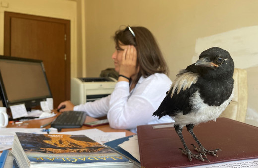 İyileştirdiği karga yalnız kalmasın diye mesaiye getiriyor