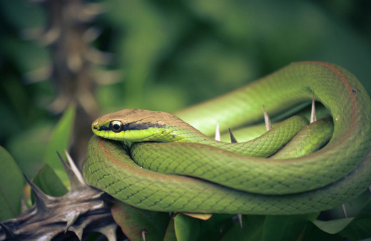 Yılanların bu özelliklerini öğrenince kanınız donacak! Dilleri öyle bir işe yarıyormuş ki...