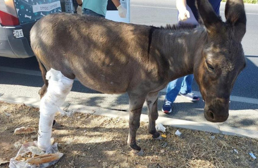 Batman Belediyesi bacağı kırılan eşek için adeta seferber oldu