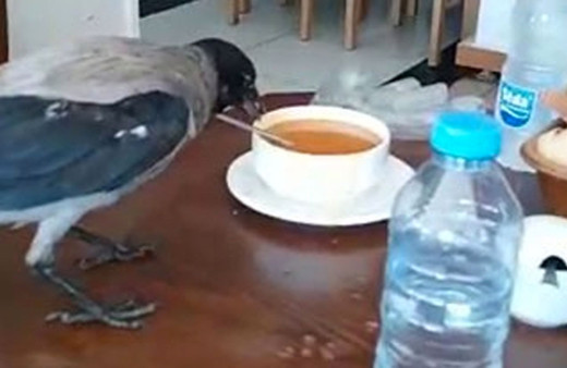 Acıkan karga restoranda keyifle çorba içti o anlar kamerada