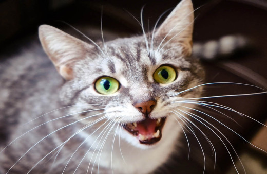 Kediler hakkında duyacağınız bu gerçekler sizi şok edecek! Nesilleri tükenirse dünyanın sonu gelir