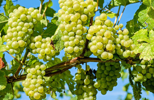 Üzümün faydalarını duyan evden eksik etmiyor!