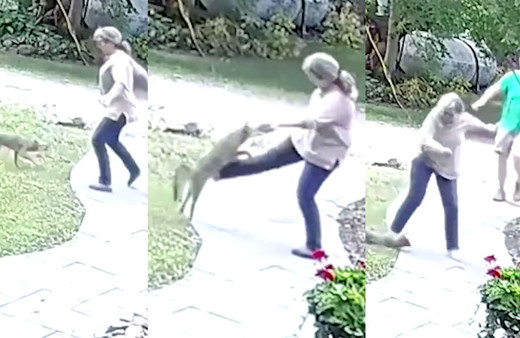 Her şey bir anda oldu! Kuduz tilki kadına saldırdı dehşet anları kamerada