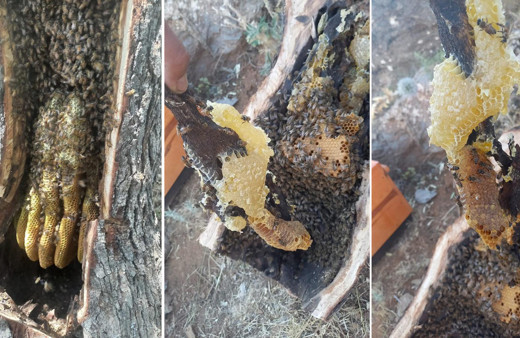 Kilosunu bin 500 liradan satıyor! İnsan eli değmiyor... Birçok hastalığa şifa