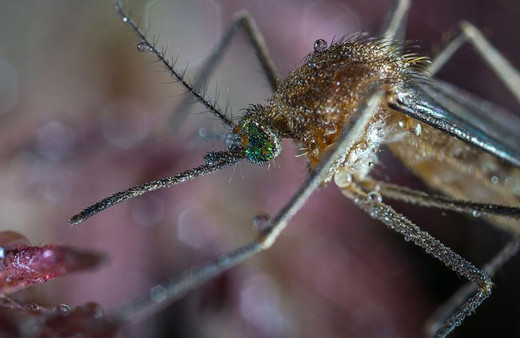 Yunanistan'da Batı Nil Virüsü alarmı! Türkiye açısından da risk arttı