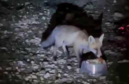 Tilkiyi sosisle besledi, o anları kayda aldı