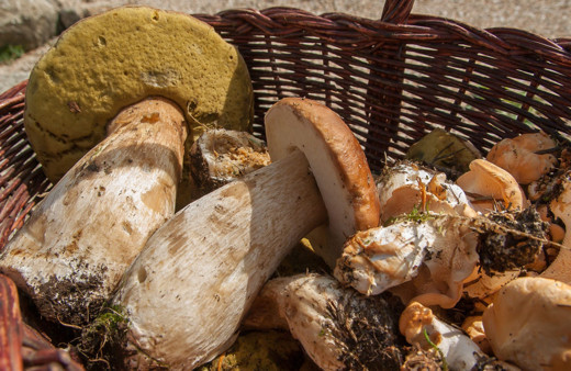 Günlük 600 lira kazanıyorlar! Tüccarlar bu mantar için sıraya girdi kapış kapış gidiyor