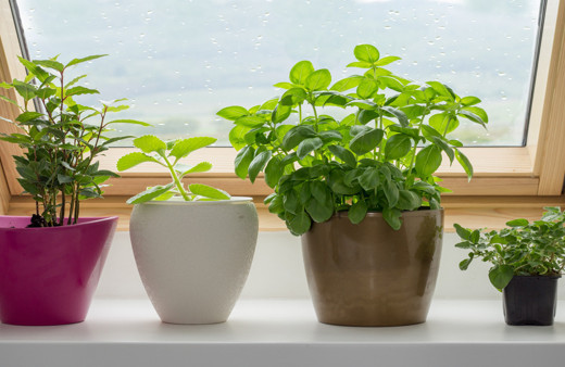 Kışa girmeden ev bitkilerinizi canlandırmak istiyorsanız bu yöntemleri deneyin