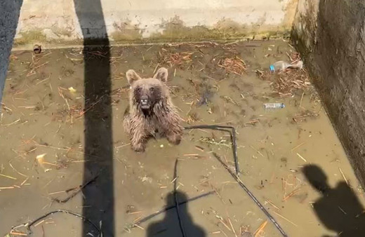 Sulama kanalına düştü!  5 saatlik çalışmayla kurtarıldı, köylüler şapşik adını verdiler