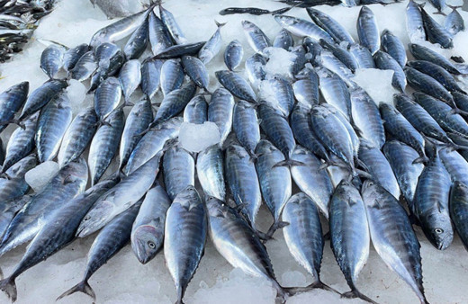 Balıkçılar umduğunu bulamadı bolluk yok! Palamut, istavrit bakın ne kadar?