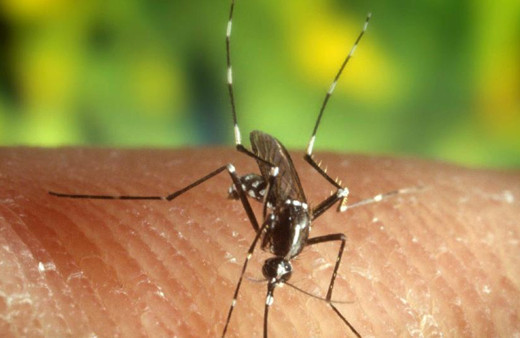 ABD’de sivrisinek kaynaklı virüse karşı ilk aşı onaylandı