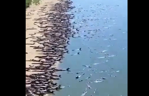 Brezilya'da yüzlerce timsah karaya çıktı korkutan görüntüler