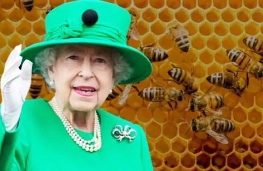 Kraliçe 2. Elizabeth'in ölümü, arılara da söylendi