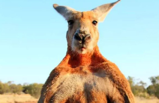 A﻿vustralya'da bir adam, besleyip büyüttüğü kangurusu tarafından öldürüldü