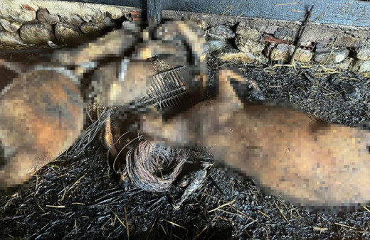 Çanakkale'de köyde çıkan yangında çok sayıda hayvan telef oldu