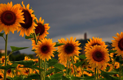 Çocukluktan beri merak edilen soru: Ayçiçekleri neden sürekli güneşe bakar?