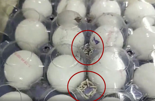 A101 markette skandal görüntü! Kurtlanmış yumurtalar raflarda satılıyor