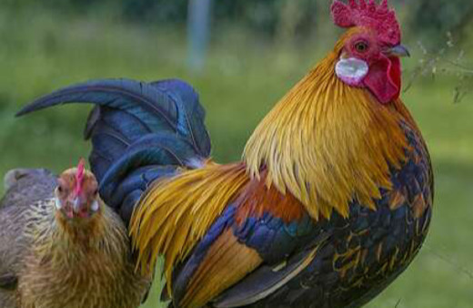 Sadece tavuk besleyen adam kümese girince hayatının şokunu yaşadı! Tavuklardan bir tanesi...
