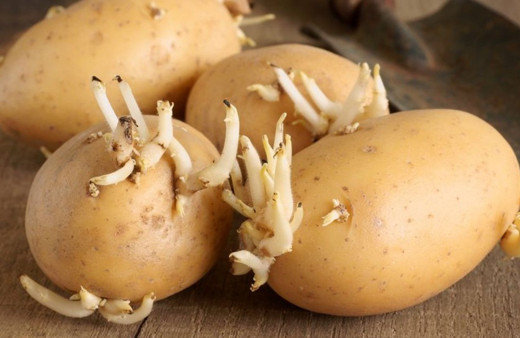 Filizlenmiş patatese dikkat edin ölüme neden oluyor! Filizlenmiş patates yenir mi?