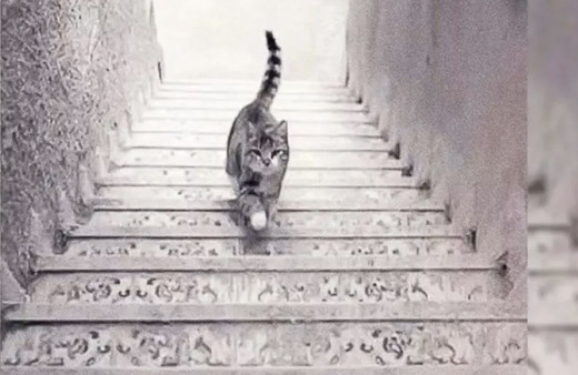 Sadece 5 saniyede fark edenlerin IQ'su tavan!  Kedi iniyor mu çıkıyor mu?