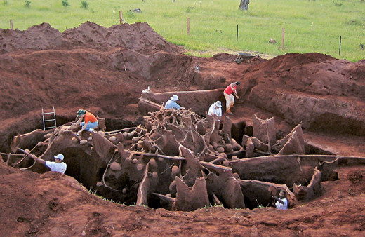 Karınca yuvasının içi görüntülendi otoban bile var! Ağzınız açık kalacak sanki mimar yapmış
