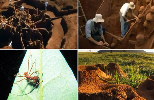 Karınca yuvasının içi ağızları açık bıraktı! Mimar yapmış gibi otoyollar odalar hatta...