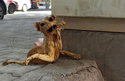 Elektrik panosunda bulunan kedi iskeleti korkuttu uzaylılara benzettiler