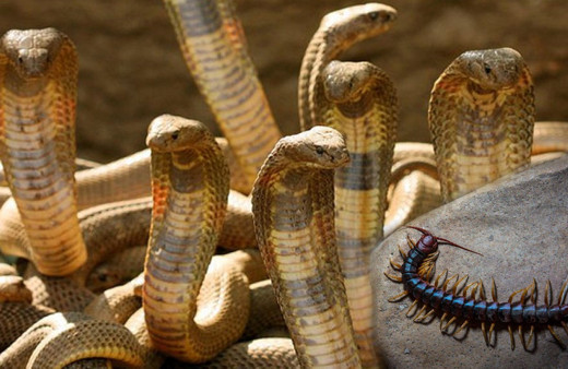 Daha önce görmediğimiz türler Türkiye'de! Uzmanın uyarıları herkesi korkuttu