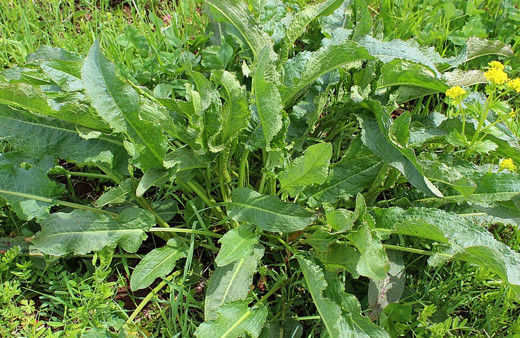 Her derde deva bu bitki hemoroid sorununu bitiriyor!