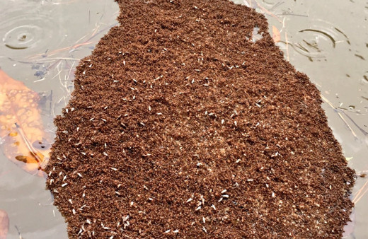 Vahşi doğada görenlerin tüylerini diken diken eden ürperten anlar