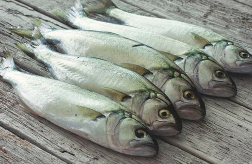 Denizlerin prensi lüfer kilosu 320 liradan satılıyor