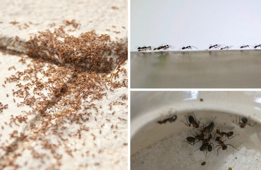 Evinizdeki davetsiz misafirler karıncaların kökünü kurutacak yöntemler