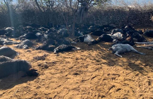 78 küçükbaş hayvanı hareketsiz görünce şoka girdi