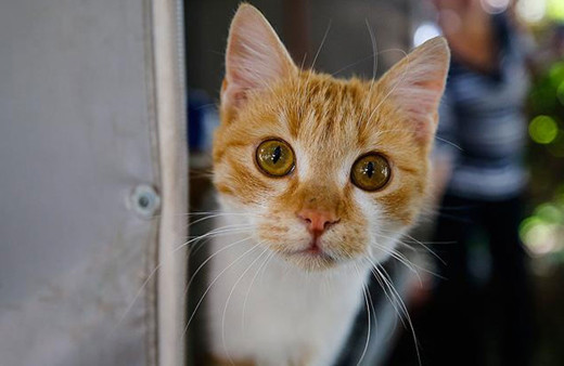 Isparta'da kötü şartlarda kedi besleyen kişiye 41 bin lira ceza kesildi!
