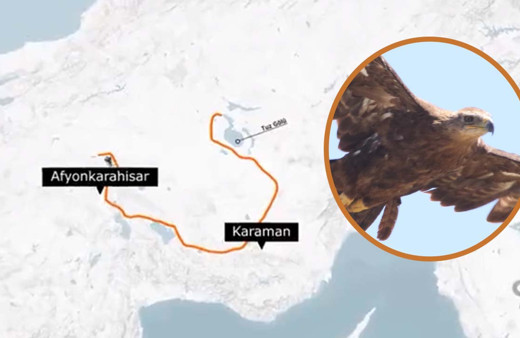 Türkiye'yi insandan iyi gezdi Konya'dan Çad'a efsane yolculuk! 'Yörük' kartal hayran bıraktı