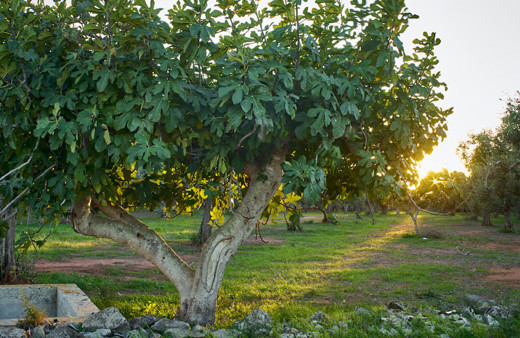 Samsun'da bahçeye incir toplamaya gitti ağaçta asılı kadın buldu kimliği tespit edildi