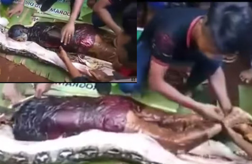 Yılanın içinden kadın çıktı! 2 saatte canlı canlı yutmuş cesedi yılanın içinde bütün haldeydi