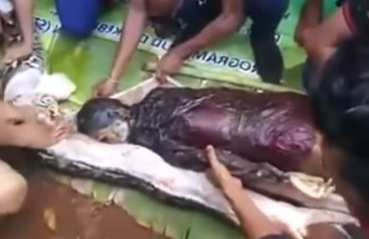 Piton yılanı kadını canlı canlı yuttu! 2 saat sürmüş kayıp kadın karnında böyle bulundu