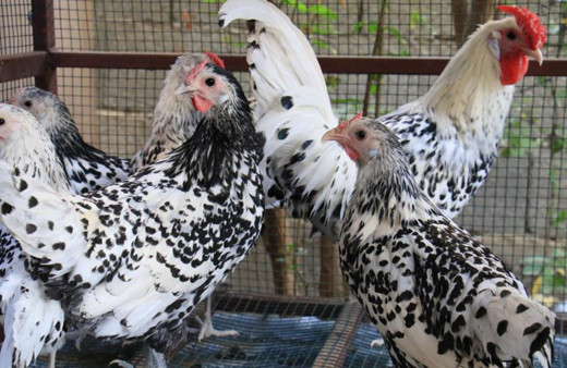 Hobi olarak başladı şimdi paraya para demiyor! Bu tavuklar resmen altın yumurtluyor!