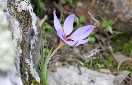 Dünyada sadece Türkiye'de bulunuyor: Tehlike altında, yüksek fiyatlara satılıyor!