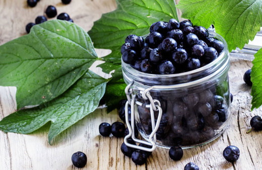 Süper şifalı Aronya ektiler meğer antioksidanı en yüksek meyveymiş! Her şeyi de oluyor