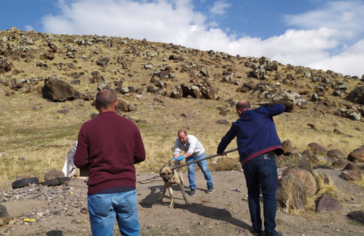 Kuduz paniği! Sokak köpeklerinin ısırdığı iki çocuktan biri kuduz çıktı...