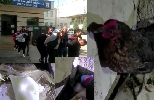 Konya'da şeytana parmak ısırtan olay! Kuluçkaya yatan tavuğun altından bakın ne çıktı