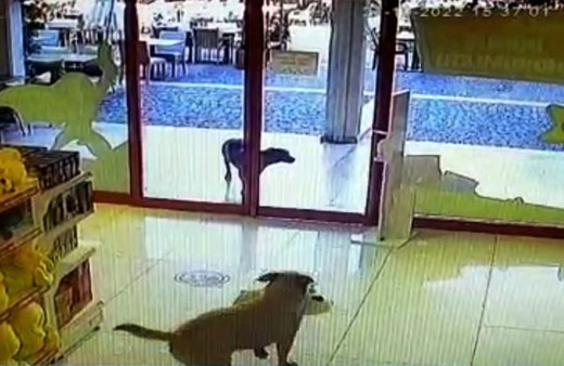 3 kafadar mağazaya dalıp oyuncak köpek çaldı! Yaramaz hırsızlar gülümsetti