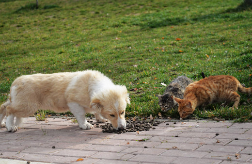 Amerika'da neden hiç sokak kedisi veya köpeği yok? İşte uygulanan yöntem