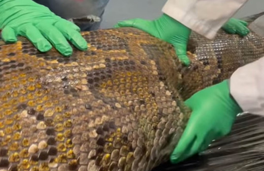 Timsahı yutan dev piton böyle açıldı görüntüler viral oldu