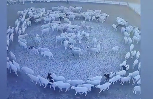 Koyunlar 12 gündür hiç durmadan dönüyorlar! Kimse akıl sır erdiremedi söylenti çıktı